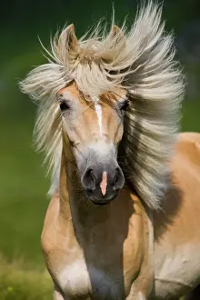 Blow: Haflinger horse with flowing mane, Sintersbach Hochalm