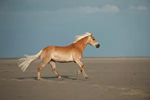 Pedigre: Haflinger horse galloping along the beach