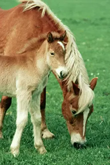 Haflinger: HAFLINGER HORSE - mare and foal grazing