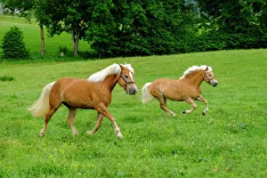 Haflinger: Haflinger, horse, in a meadow, Bad Heilbrunn, Upper