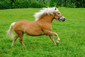 Haflinger: Haflinger, horse, in a meadow, Bad Heilbrunn, Upper