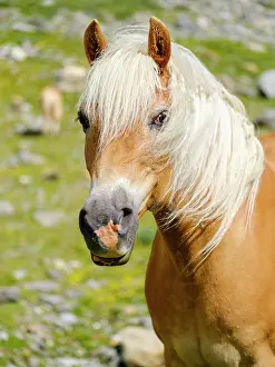 Free: Haflinger Horse on its mountain pasture (Shieling)