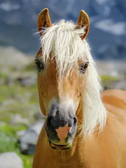 Free: Haflinger Horse on its mountain pasture (Shieling)