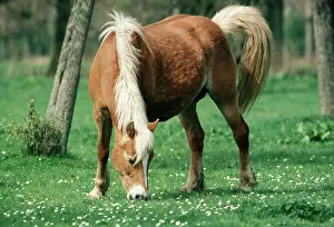 Haflinger: Haflinger Horse - Pony, Mare