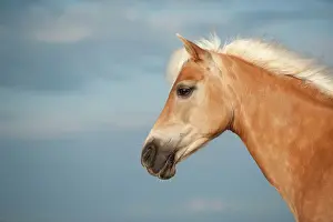 Sankt: Haflinger horse, portrait, Sankt Peter-Ording, Schleswig-Hol