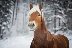 Haflinger: Haflinger horse in the snow, Tyrol, Austria, Europe
