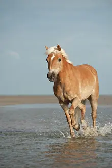 Trotting: Haflinger horse trotting along the beach, St. Peter-Ording