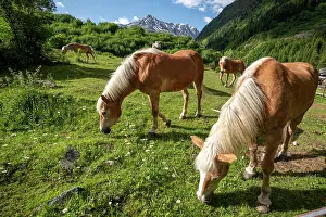 Paddock: Haflinger, horses, paddock in Pitztal, Tieflehn