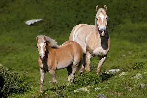 Haflinger: Haflinger horses on pasture, mare with foal on the