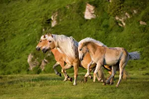 Cantering: Haflinger horses on pasture, Sintersbach Hochalm