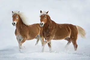 Haflinger: Haflinger horses in the snow, Tyrol, Austria, Europe