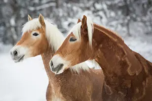 Haflinger: Haflinger horses in the snow, Tyrol, Austria, Europe