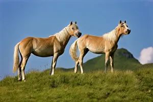Ferus: Haflinger horses, yearlings on pasture, Sintersbach