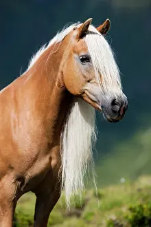 Sorrel: Haflinger with long mane on the alp, portrait, K&, x28d21a6c;