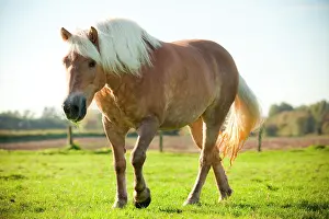 Haflinger: Haflinger mare in the meadow