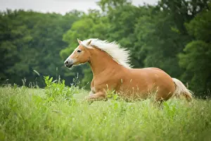 Cantering: Haflinger mare running on pasture, Tyrol, Austria