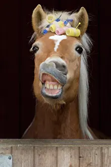 Humour: Haflinger mare, sorrel, with curlers, flehming