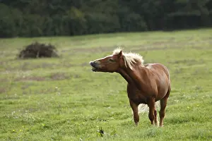 Smelt: Haflinger smelling odors in a meadow France