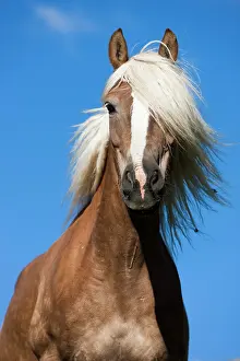 Sorrel: Haflinger, sorrel, portrait against blue sky, Austria