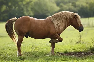 Haflingers: Haflinger stallion raising a previous in a meadow in freedom