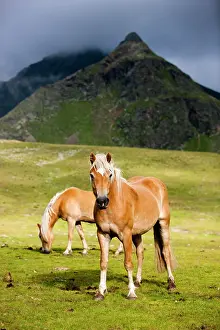 Sorrel: Haflingers, mountain pasture, K&, x28d21a6c; Tyrol