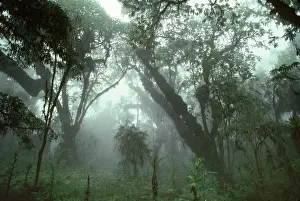 Abyssinica: Hagenia Forest, Mountain Gorilla Habitat (Gorilla