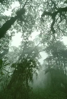 Abyssinica: Hagenia Forest, Mountain Gorilla Habitat (Gorilla