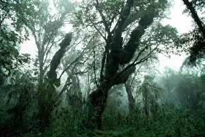 Abyssinica: Hagenia Forest, Mountain Gorilla Habitat (Gorilla