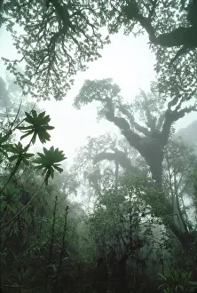 Abyssinica: Hagenia Forest, Mountain Gorilla Habitat (Gorilla