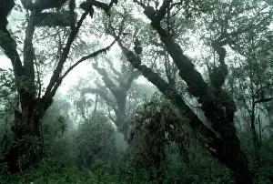 Abyssinica: Hagenia Forest, Mountain Gorilla Habitat (Gorilla