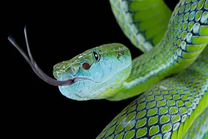 Viperidae: Hagen's pit viper (Trimeresurus hageni) on black