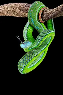 Suspend: Hagen's pit viper (Trimeresurus hageni) on black