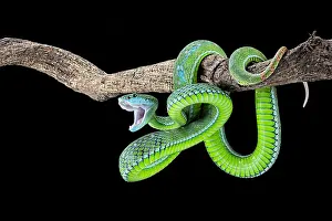 Suspend: Hagen's pit viper (Trimeresurus hageni) on black