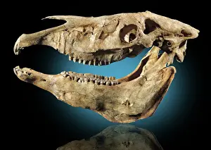 Pliocene: Hagerman Horse Skull