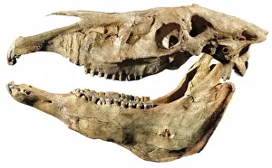 Pliocene: Hagerman Horse Skull