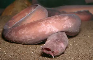 Pat Morris: HAGFISH