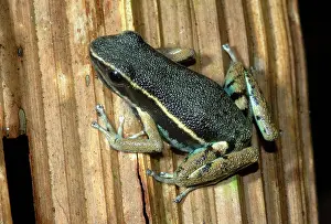 Epipedobates: Hahnel's Poison Dart Frog