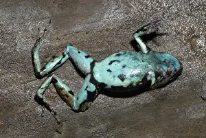 Stomach: Hahnel's Poison Dart Frog