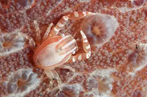 Seraya: Haig's Porcelain Crab
