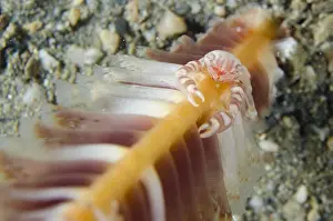 Timor: Haig's Porcelain Crab - on Sea Pen (Virgularia