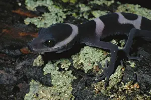 Eublepharidae: Hainan Chinese Bark Gecko