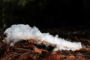 Beard: Hair ice on a dead branch on the forest ground melting in the sunlight against a dark background