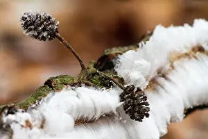 Unidentified: hair ice in winter on unidentified Aleder (Alnus