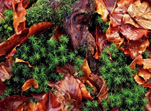 Polytrichum: Hair Moss - with Beech leaves