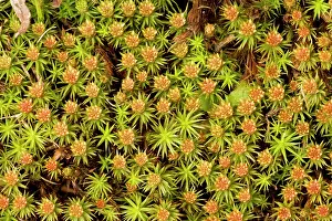 Polytrichum: A Hair Moss - male plants with archegonia