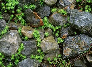 Polytrichum: Hair Mosses - among Lichen-covered rocks