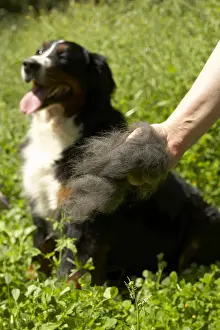 Molossoid: Hair of a moulting Berner Sennenhund pulled frombrush