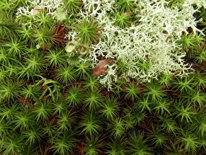 Reindeer: Haircap or polytrichum moss and cladonia lichen