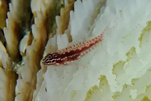 Stripe: Hairfin Dwarfgoby on coral - Batu Angus dive site, Lembeh