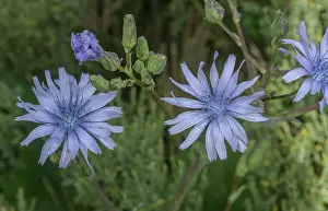 Bob Gibbons: Hairless Blue-sowthistle, Cicerbita plumieri, in